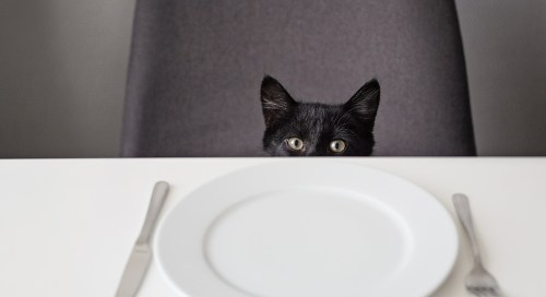 Hungry for Constructive Feedback? Ask Madeleine
